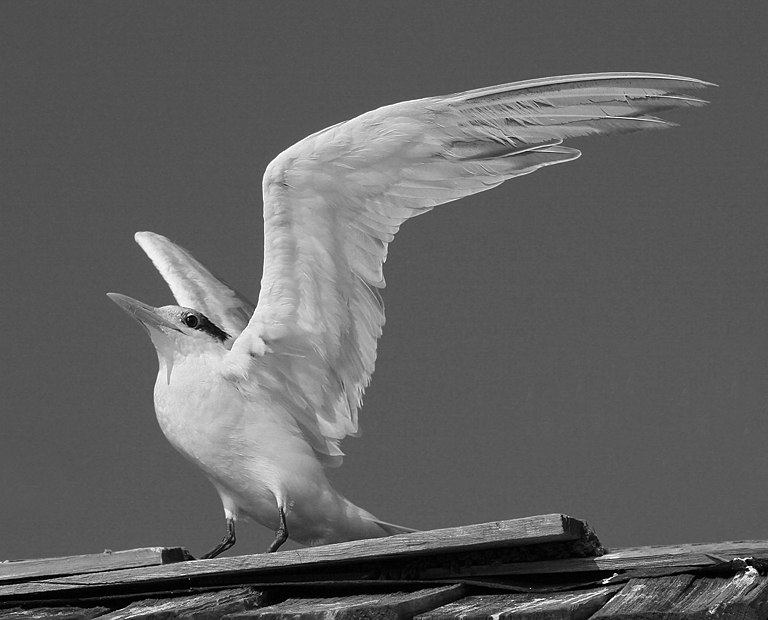 Royal Tern on Roof 9546 (BW) P O'Malley